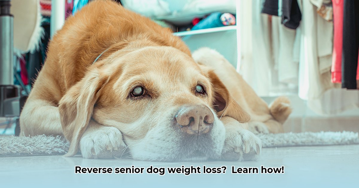 weight-loss-in-senior-dogs